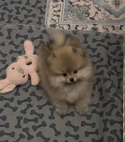 Orange sable boy , a male Pomeranian for sale in Geneseo, NY – Photo 1 of 2