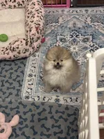 Orange sable boy , a male Pomeranian for sale in Geneseo, NY – Photo 2 of 2