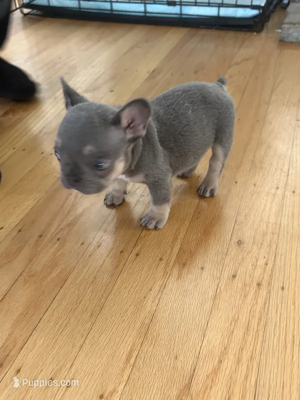 Dior – French Bulldog puppy for sale in El Cerrito, CA