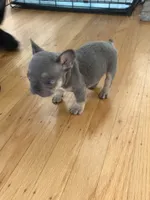 Dior, a female French Bulldog for sale in El Cerrito, CA – 1 of 7