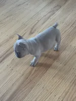 Mimi, a female French Bulldog for sale in El Cerrito, CA – 4 of 7