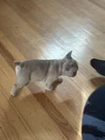 Mimi, a female French Bulldog for sale in El Cerrito, CA – 3 of 7