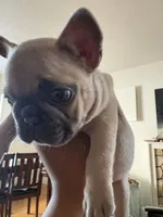 Mimi, a female French Bulldog for sale in El Cerrito, CA – 2 of 7
