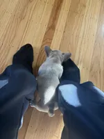 Mimi, a female French Bulldog for sale in El Cerrito, CA – 6 of 7