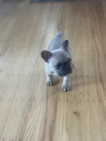 Mimi, a female French Bulldog for sale in El Cerrito, CA – 5 of 7