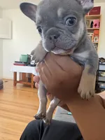Dior, a female French Bulldog for sale in El Cerrito, CA – 6 of 7