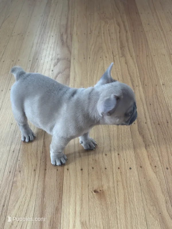Mimi – French Bulldog puppy for sale in El Cerrito, CA