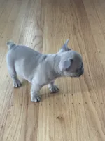 Mimi, a female French Bulldog for sale in El Cerrito, CA – 1 of 7