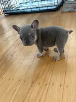 Dior, a female French Bulldog for sale in El Cerrito, CA – 4 of 7