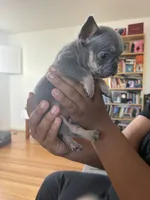 Dior, a female French Bulldog for sale in El Cerrito, CA – 7 of 7