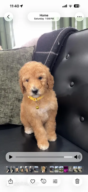 Yellow Girl – Poodle - Standard  puppy for sale in Hanford, CA