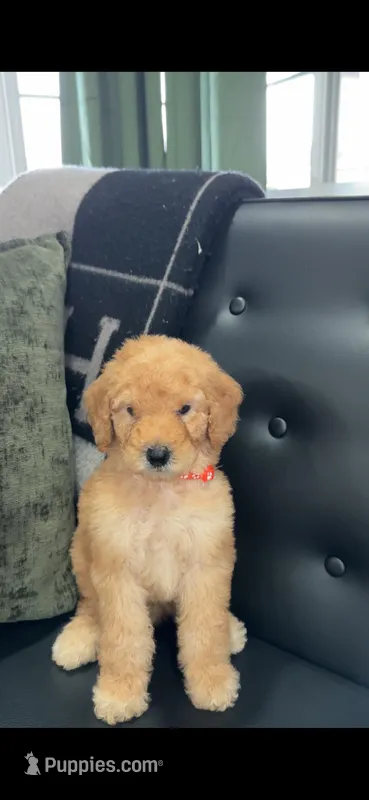 Orange Male – Poodle - Standard  puppy for sale in Hanford, CA