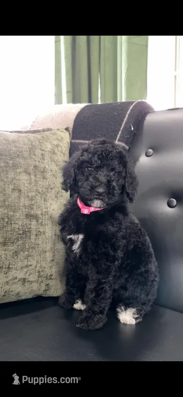 Pink Girl – Poodle - Standard  puppy for sale in Hanford, CA