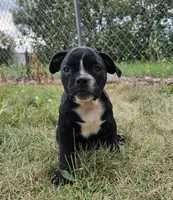 Trixie, a female Olde English Bulldogge for sale in Carey, OH – 5 of 10