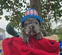 Marshall, a male Olde English Bulldogge for sale in Carey, OH – 6 of 10