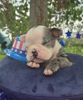 Rocky, a male Olde English Bulldogge for sale in Carey, OH – 8 of 10