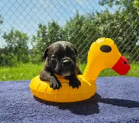 Buzz, a male Olde English Bulldogge for sale in Carey, OH – 2 of 6