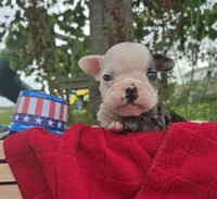 Rocky, a male Olde English Bulldogge for sale in Carey, OH – 9 of 10