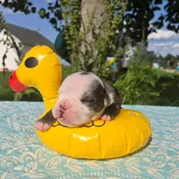 Rocky, a male Olde English Bulldogge for sale in Carey, OH – 2 of 5