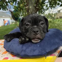 Woody, a male Olde English Bulldogge for sale in Carey, OH – 7 of 10