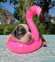 Liberty, a female Olde English Bulldogge for sale in Carey, OH – 3 of 5