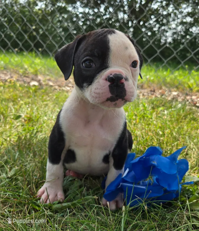 Joey – Olde English Bulldogge puppy for sale in Carey, OH