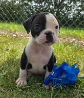 Joey, a male Olde English Bulldogge for sale in Carey, OH – 1 of 7