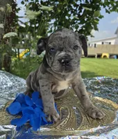 Marshall, a male Olde English Bulldogge for sale in Carey, OH – 4 of 10