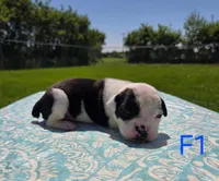 Bonnie, a female Olde English Bulldogge for sale in Carey, OH – 2 of 2