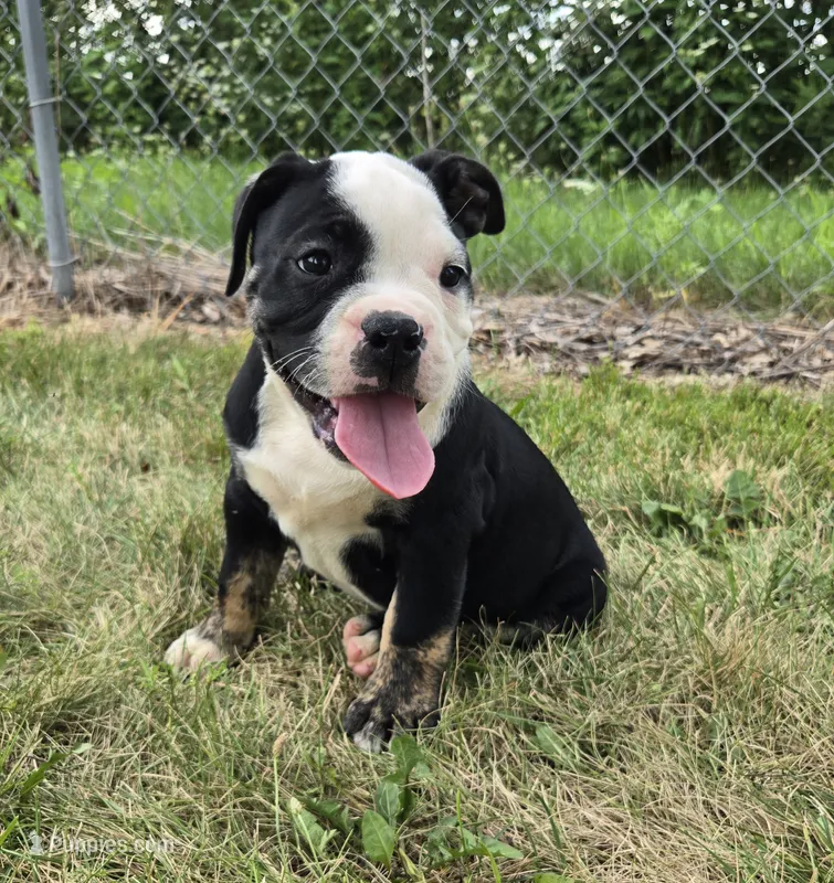 Ed – Olde English Bulldogge puppy for sale in Carey, OH