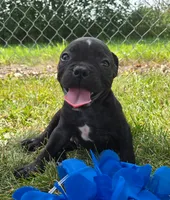 George, a male Olde English Bulldogge for sale in Carey, OH – 5 of 6