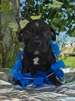 George, a male Olde English Bulldogge for sale in Carey, OH – 2 of 6