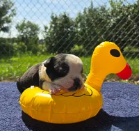 Forky, a male Olde English Bulldogge for sale in Carey, OH – 6 of 8