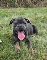 Porter, a male Olde English Bulldogge for sale in Carey, OH – 4 of 10