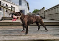James, a male Olde English Bulldogge for sale in Carey, OH – 7 of 7
