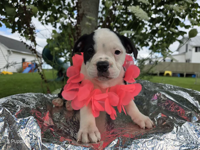 Bopeep – Olde English Bulldogge puppy for sale in Carey, OH