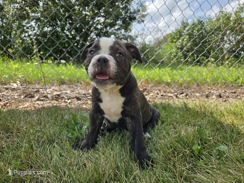 Henry – Olde English Bulldogge puppy for sale in Carey, OH