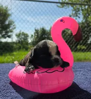 Jessie, a female Olde English Bulldogge for sale in Carey, OH – 2 of 5