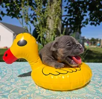Ryder, a male Olde English Bulldogge for sale in Carey, OH – 4 of 6