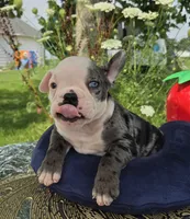 Rocky, a male Olde English Bulldogge for sale in Carey, OH – 2 of 10
