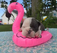 Skye, a female Olde English Bulldogge for sale in Carey, OH – 3 of 5