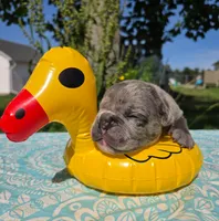 Zuma, a male Olde English Bulldogge for sale in Carey, OH – 4 of 4