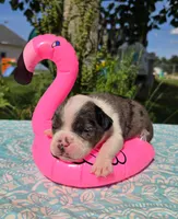Liberty, a female Olde English Bulldogge for sale in Carey, OH – 5 of 5