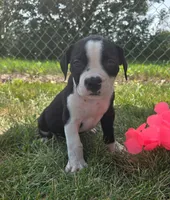Alice, a male Olde English Bulldogge for sale in Carey, OH – 5 of 6