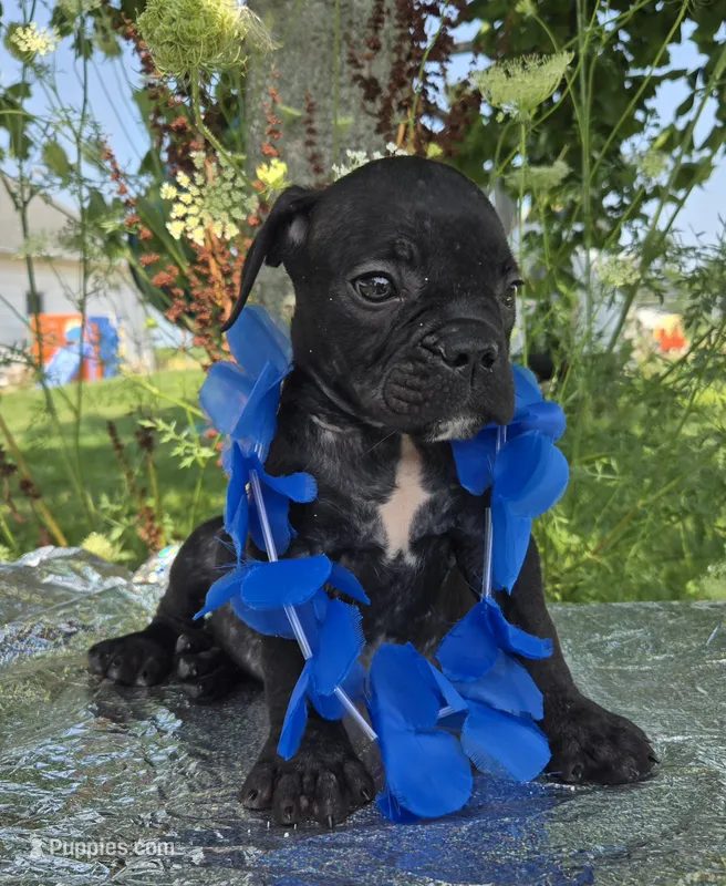 George – Olde English Bulldogge puppy on hold in Carey, OH