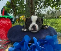 Henry, a male Olde English Bulldogge for sale in Carey, OH – 2 of 6