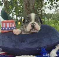 Liberty, a female Olde English Bulldogge for sale in Carey, OH – 8 of 10
