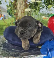 Porter, a male Olde English Bulldogge for sale in Carey, OH – 5 of 10