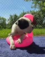 Bopeep, a female Olde English Bulldogge for sale in Carey, OH – 2 of 9