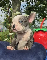 Rocky, a male Olde English Bulldogge for sale in Carey, OH – 3 of 10